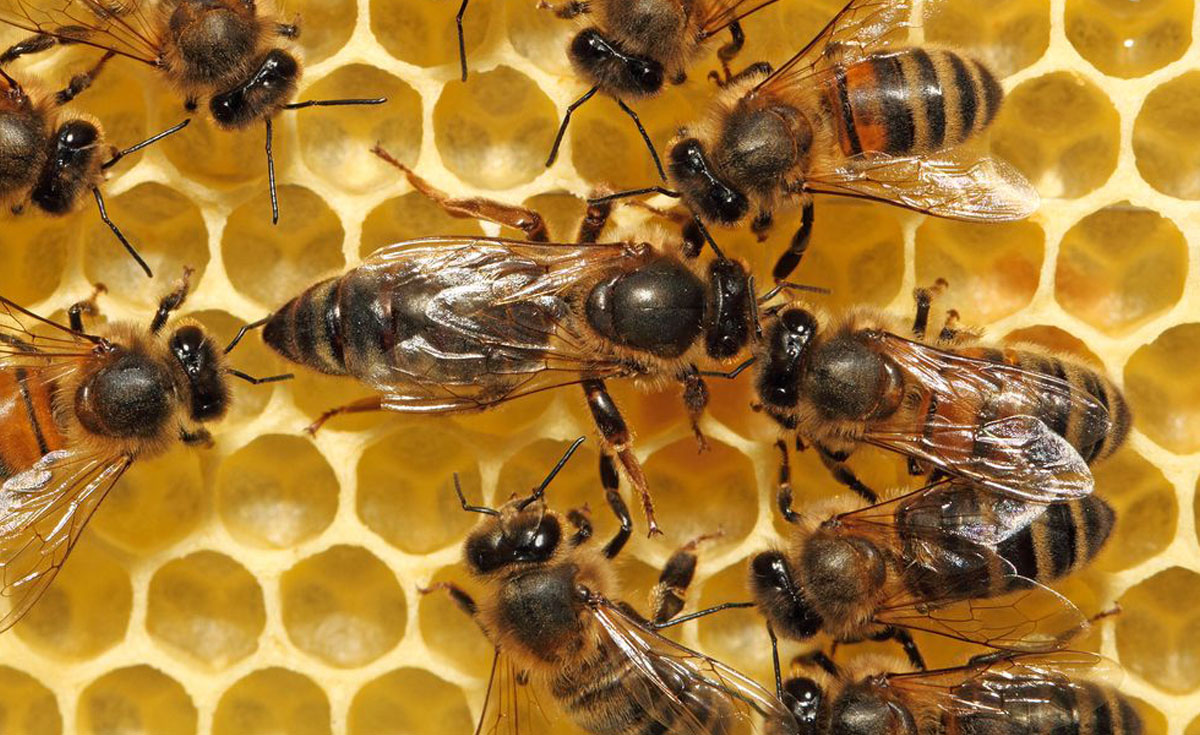 Zambia Farmer finds bees illuminating and profitable Barza Wire