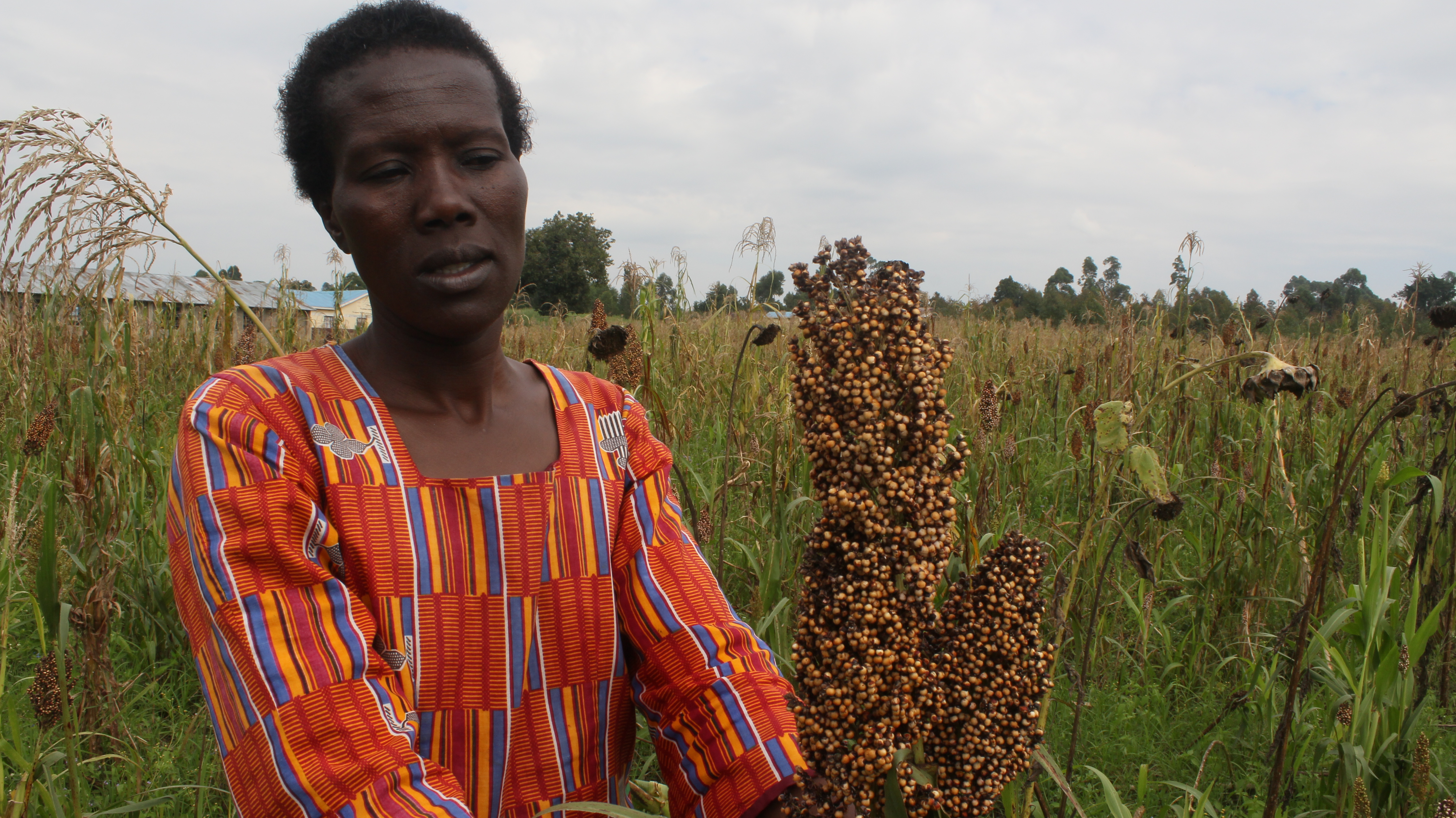 Kenya Women plant sunflowers to divert hungry birds Barza Wire