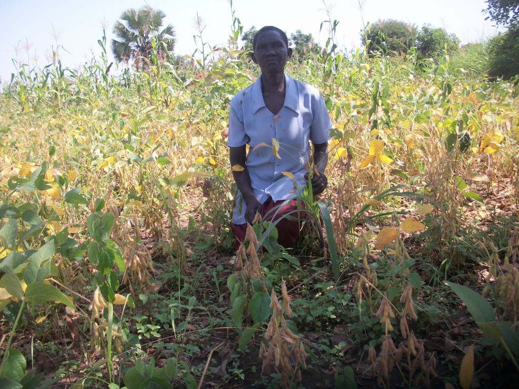 Uganda Widow finds success with soybeans Barza Wire