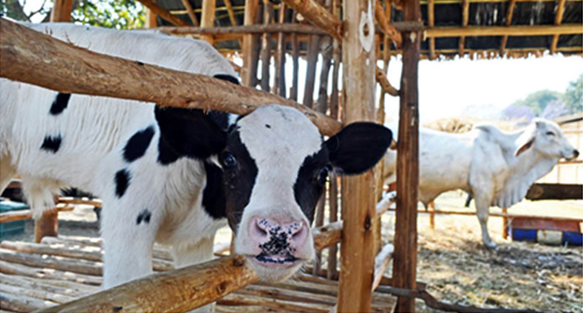 Kenya Dairy farmers increase production by feeding cows Brachiaria