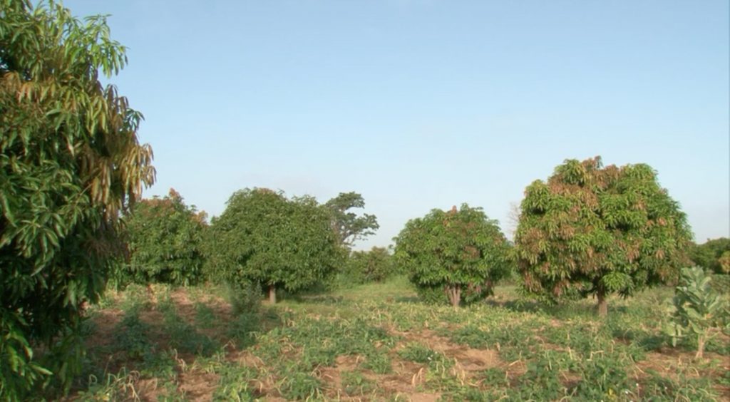 Senegal: Farmer develops method for growing mango trees with little ...