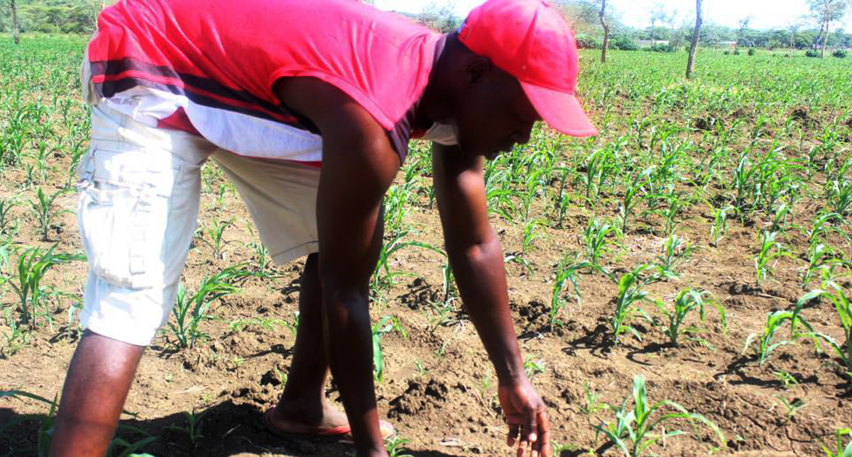 Zambia: El Niño pushes Zambian farmers to question maize habit (Trust ...