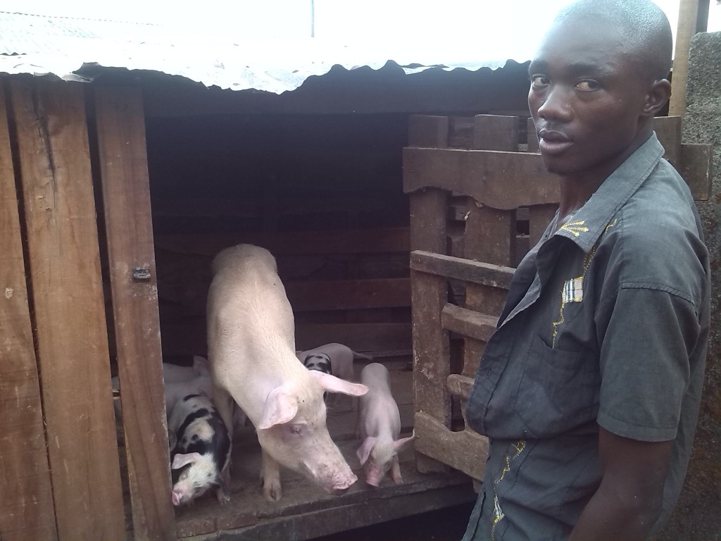 pig farming business plan in cameroon