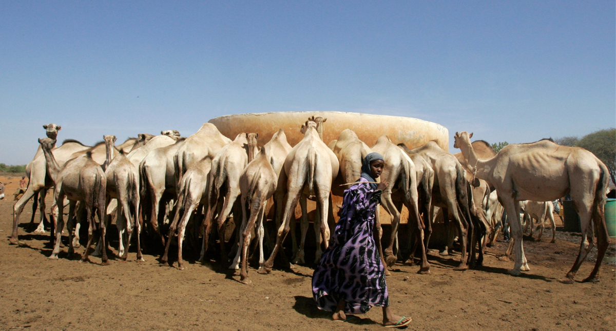 Kenya: When it’s too dry for dairy cows, switch to camel milk (Trust