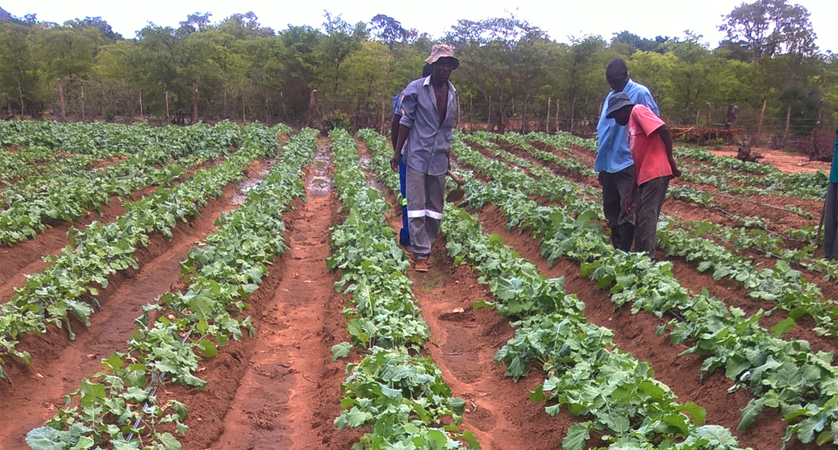 What Are The Benefits Of Urban Agriculture In Zimbabwe