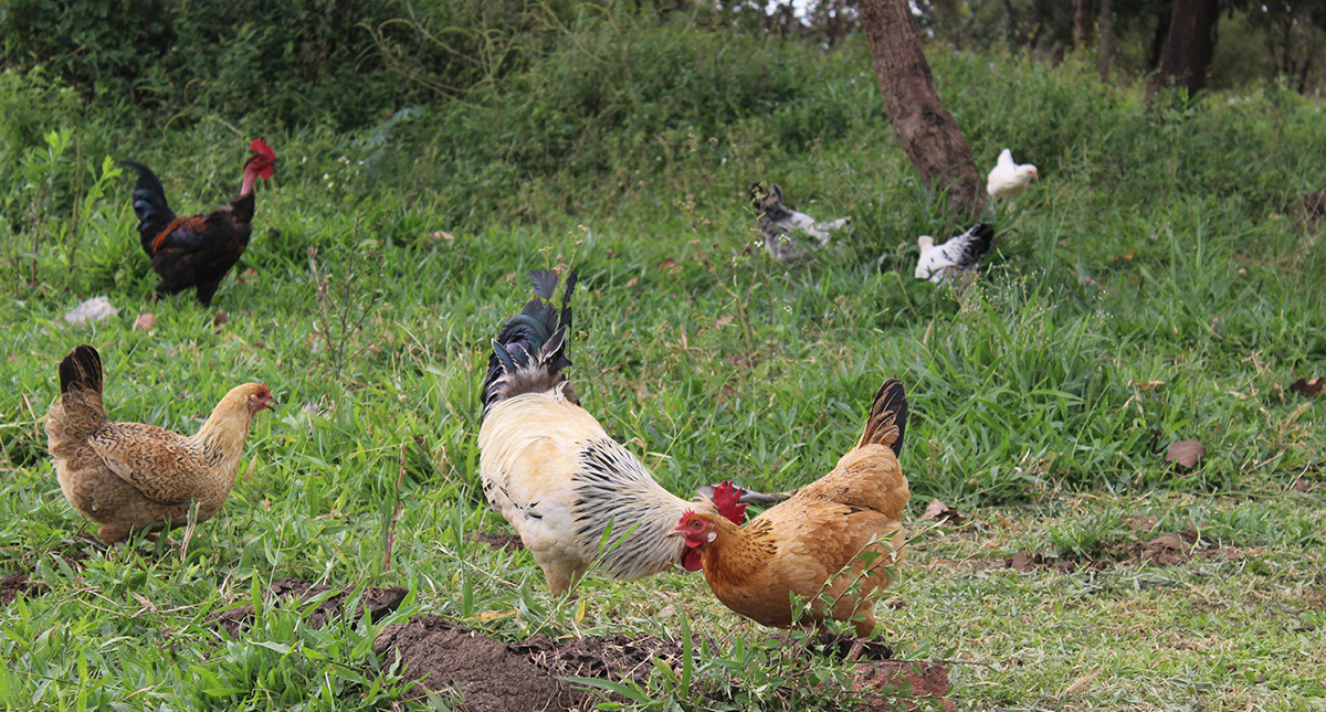 Les insectes et les poules