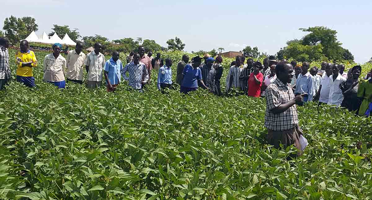 Uganda Farmer improves soil fertility using soya beans Barza Wire