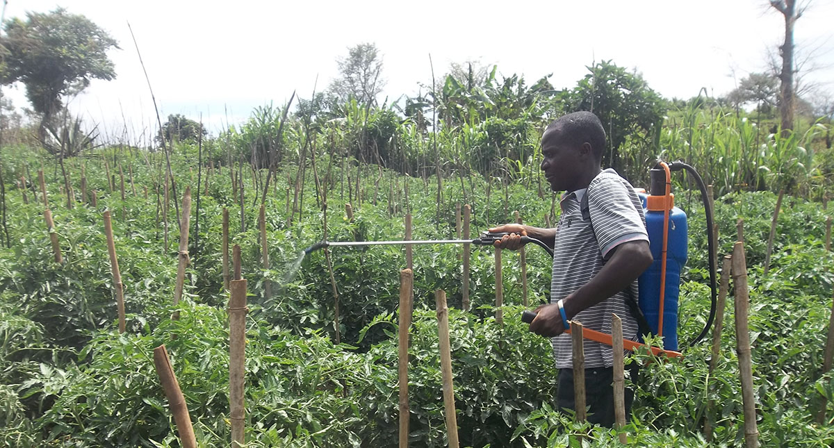 Malawi Des producteurs de tomates emploient des pesticides pour