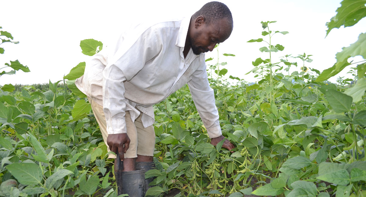 Tanzania Earning a good with soybeans through contract farming