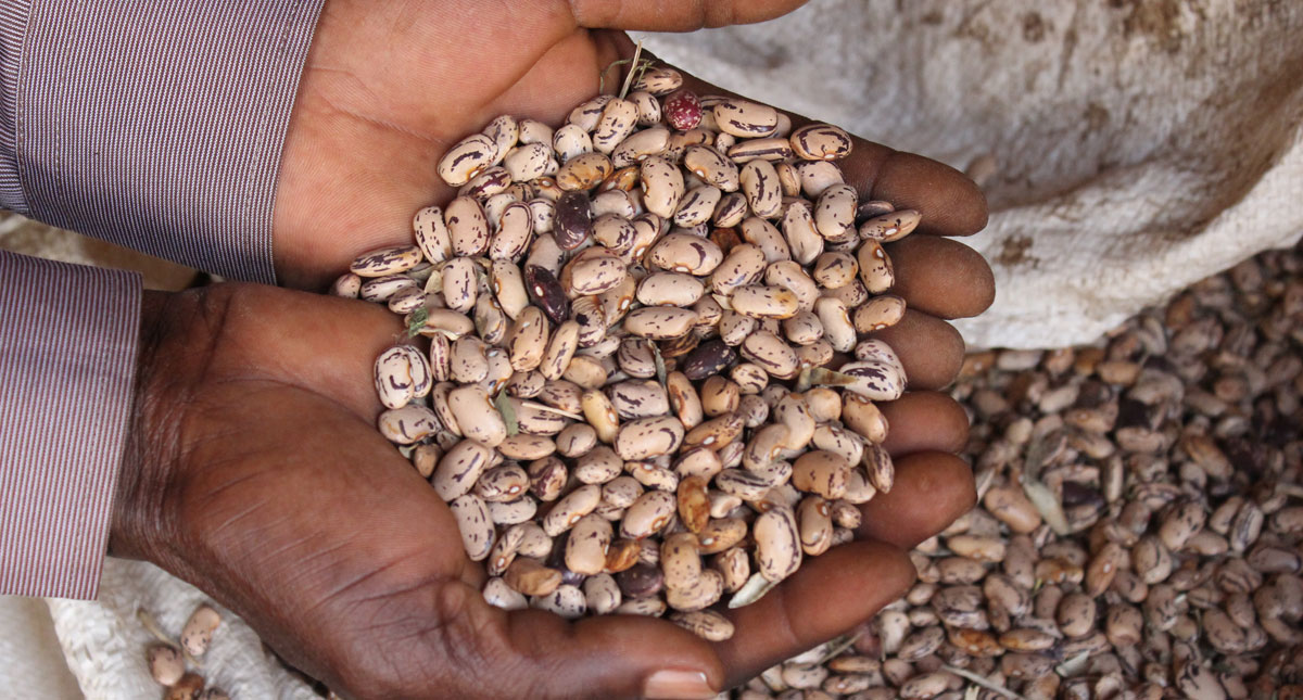 Uganda New bean varieties grow—and cook—quickly Barza Wire