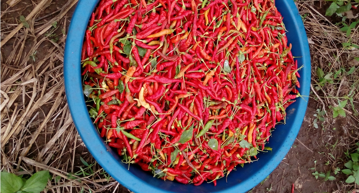 Piment oiseau : spécificités, culture du piment oiseau - PagesJaunes