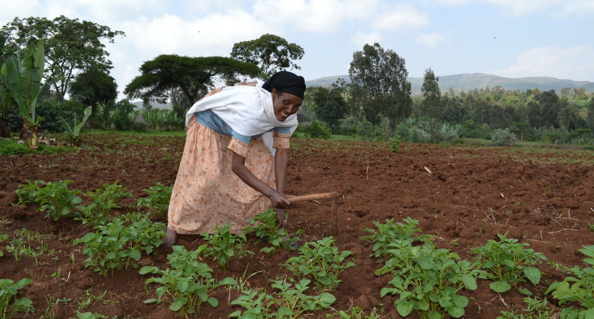 Ethiopia Farmers invest in healthy soil by purchasing blended