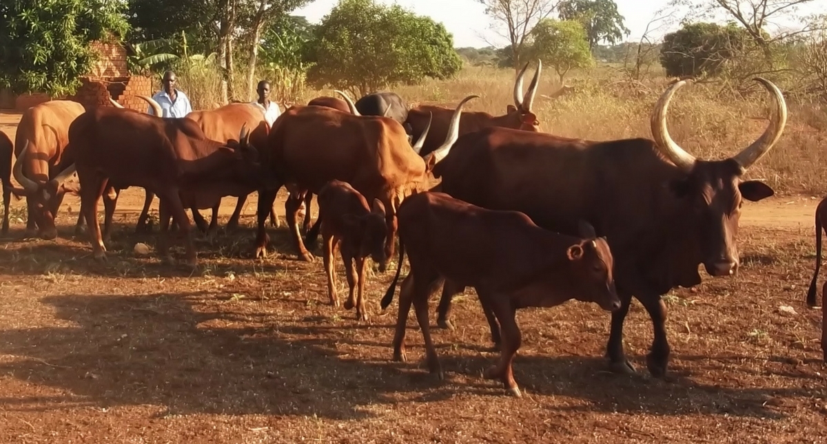 Uganda Farmers use mineral blocks to improve livestock health Barza Wire