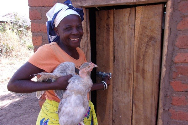 Malingose taking a local hen into the chicken house