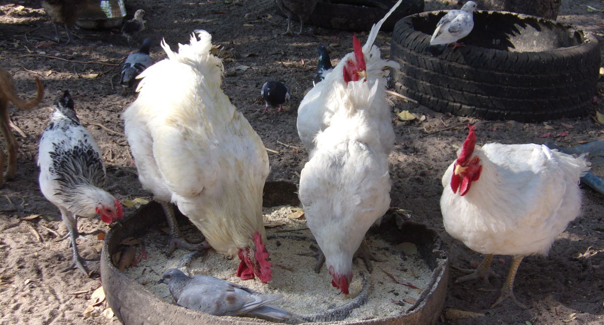 Zambie Un agriculteur améliore la santé de ses poulets grâce au
