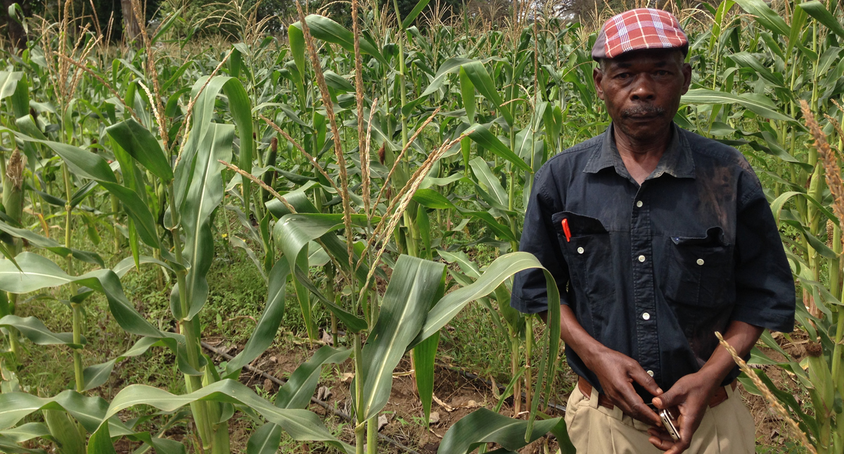 tanzania-farmers-and-researchers-scramble-for-solutions-to-fall-armyworm-ahead-of-maize-season