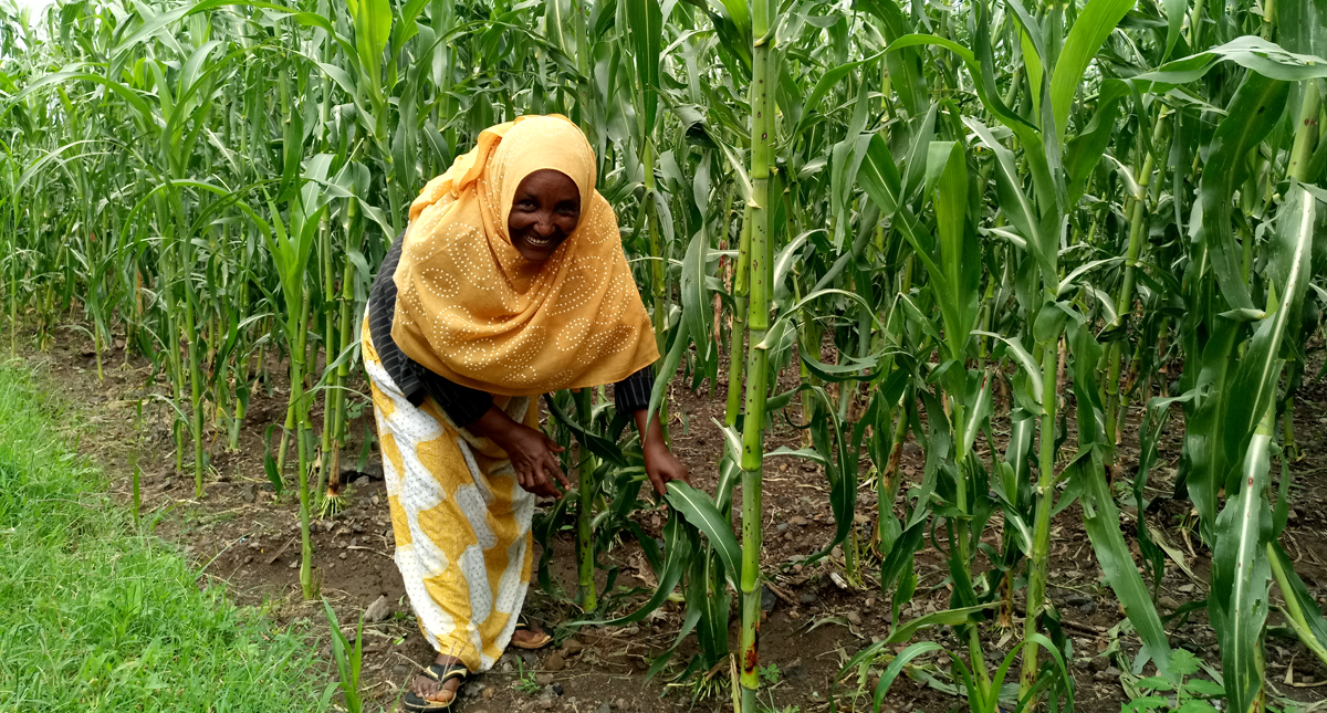 Ethiopia: Farmers tend sorghum with care (Amharic) : Barza Wire