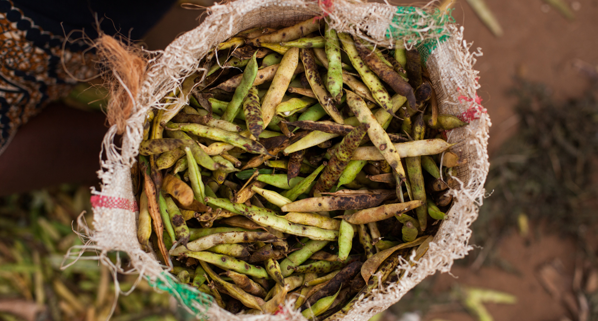 How to grow vining vegetables in small spaces : Barza Wire