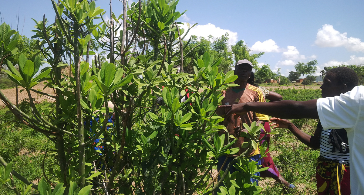 Malawi Farmers use plantbased pesticides to control Fall armyworm and