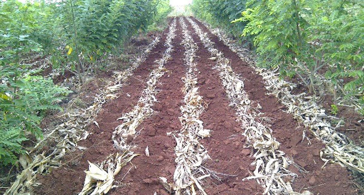 Zambia Farmers use special equipment to save time and labour in