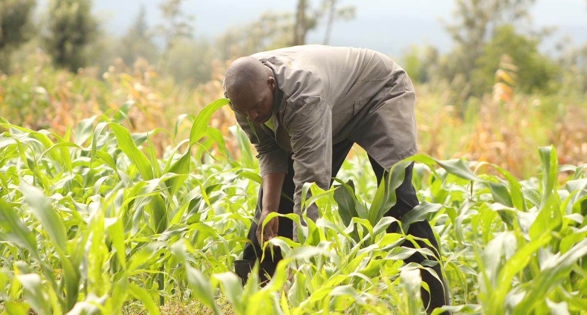 Kenya  Un cultivateur de maïs salue l’agriculture de conservation au