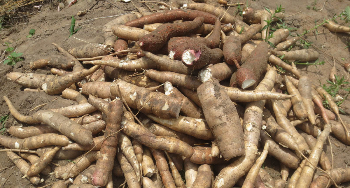 congo-farmers-in-kifouma-rely-on-bitter-cassava-for-improved