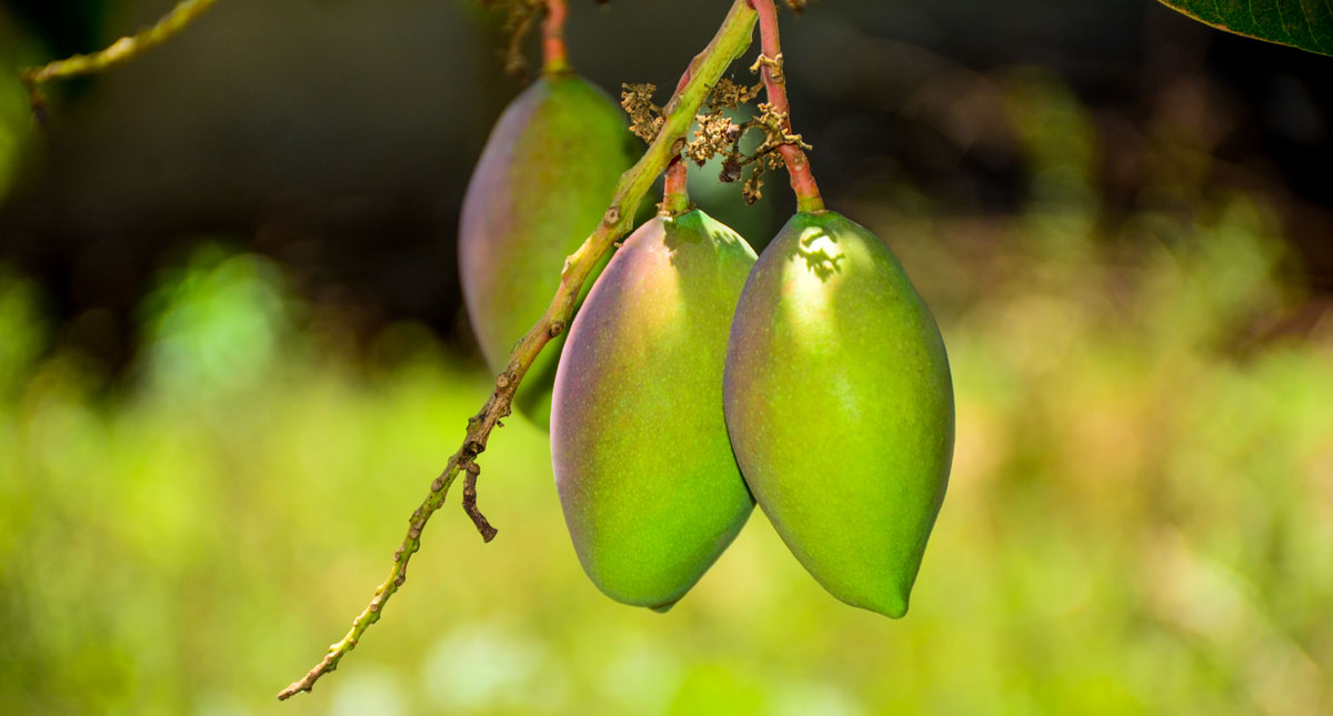 All about mangoes (Swahili resources included) Barza Wire