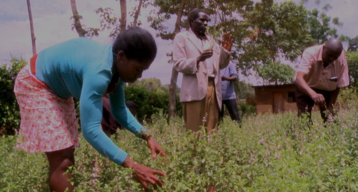 Kenya Farmers grow herbs to protect forest, increase Barza Wire