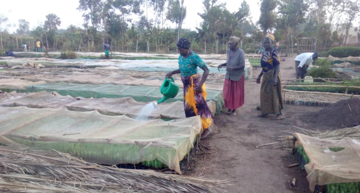 Uganda Women raise tree seedlings to generate and fight