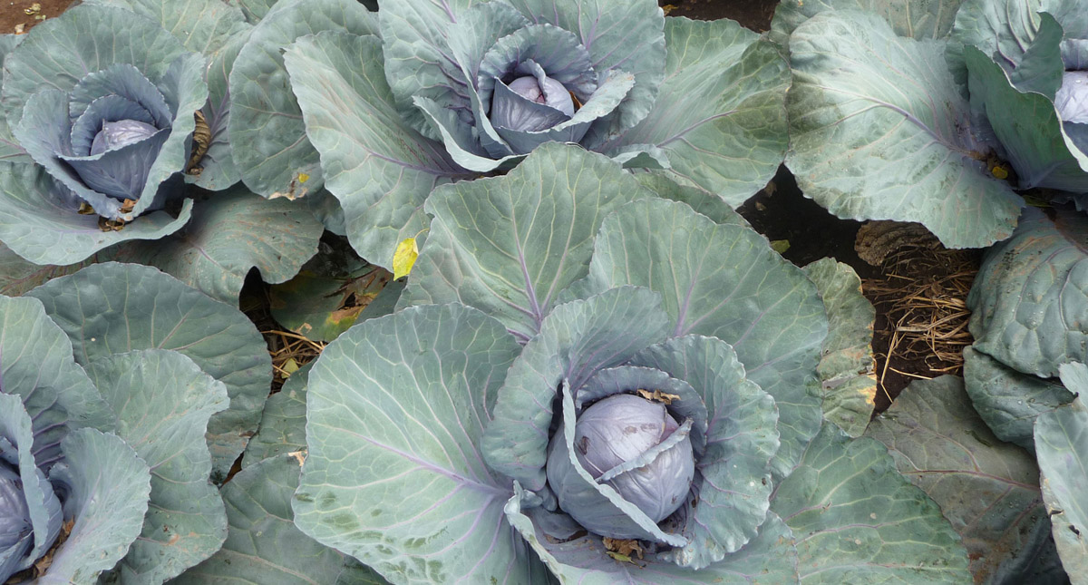 Ethiopia Irrigated farming helps farmers produce more, even when the