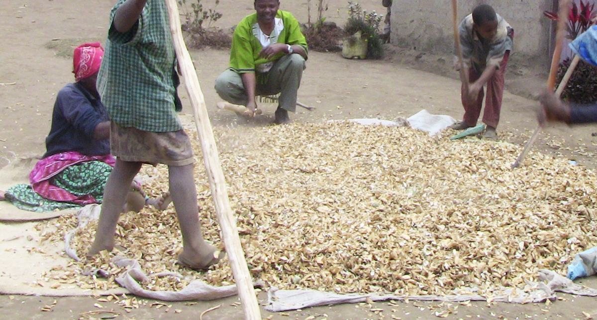 tanzania-farmers-dry-maize-carefully-to-reduce-post-harvest-losses