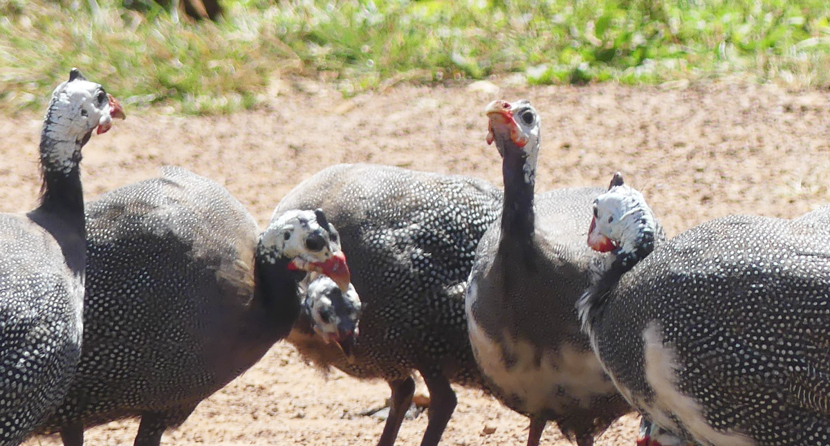 Guinea Fowl May Be the Solution to Insect Pest Problems - Cooperative  Extension: Livestock - University of Maine Cooperative Extension