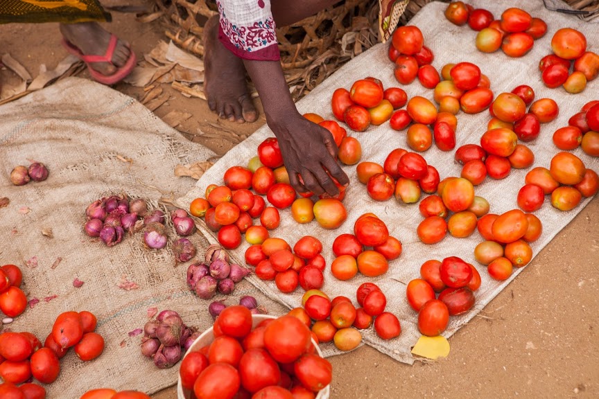 Nigeria Tomato Farmers Avoid Glut In Market By Staggering Plantings Barza Wire