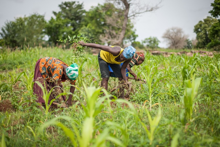 Ghana: Women farmers learn how to secure community land for farming ...