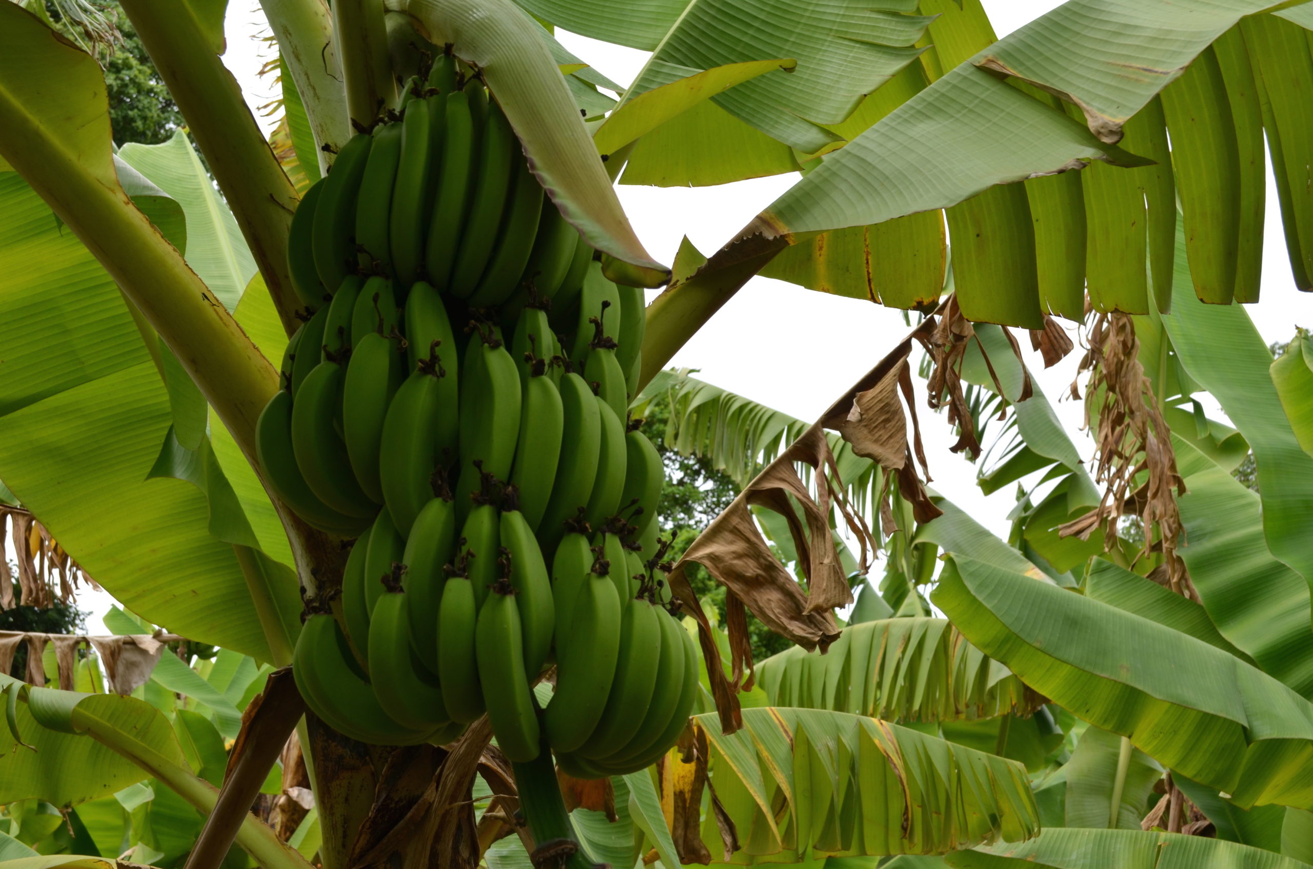 Côte d’Ivoire Des cultivatrices de bananes plantains créent une