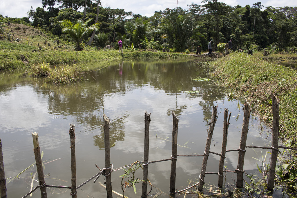 DRC: Farmers turn to ponds to compensate for regional fish