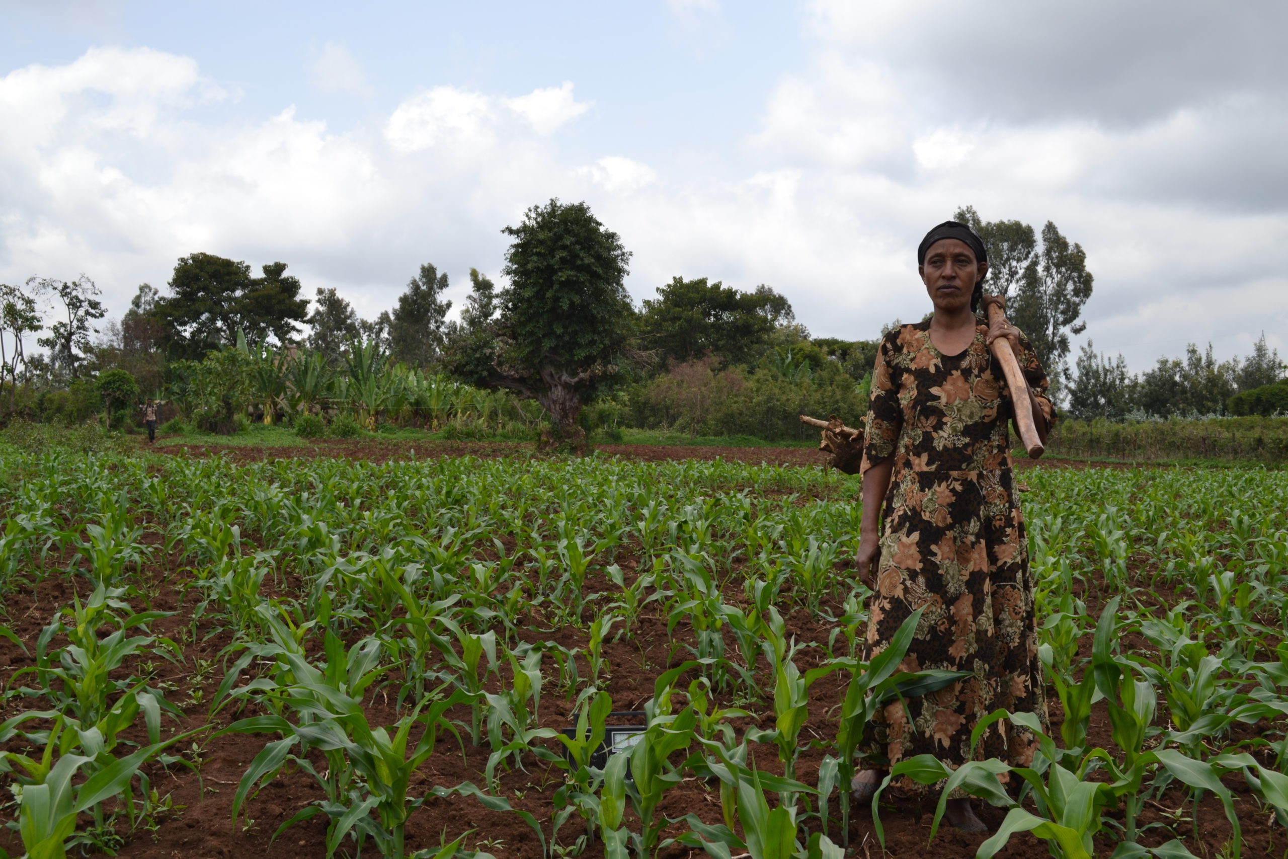 Nigeria: High cost of inputs forces farmers to recycle maize seed ...