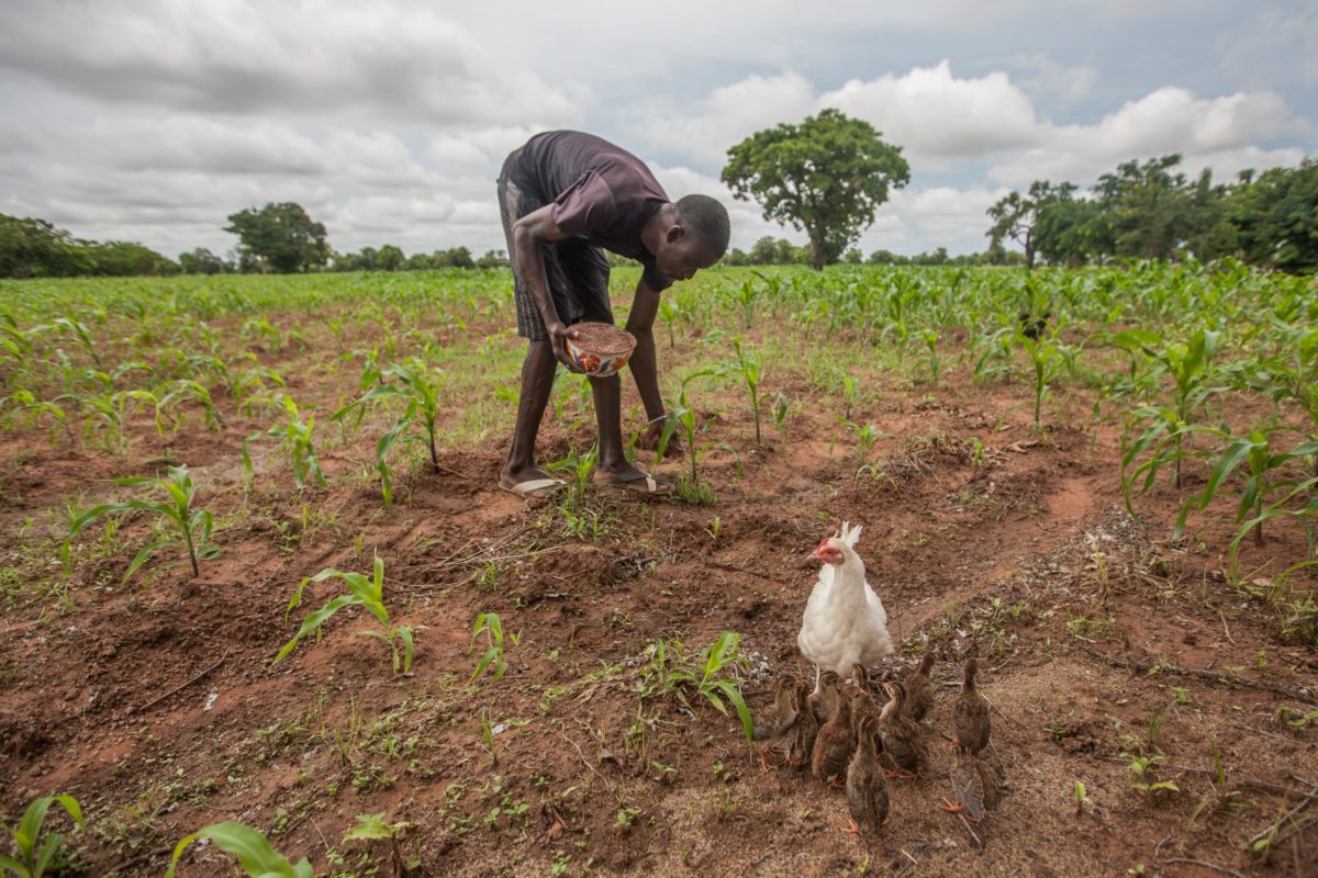 Smallscale poultry production Barza Wire
