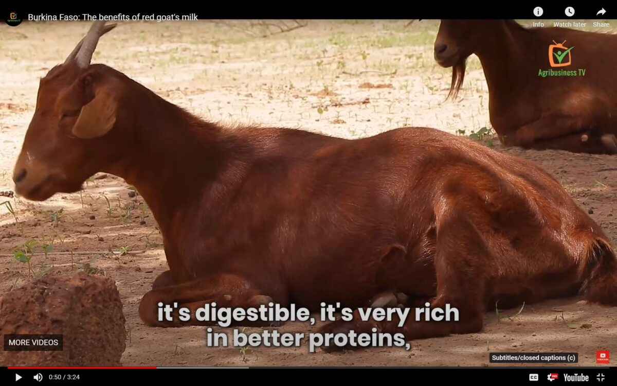 Burkina Faso : Des chèvres laineuses une bonne source de lait nutritif ...