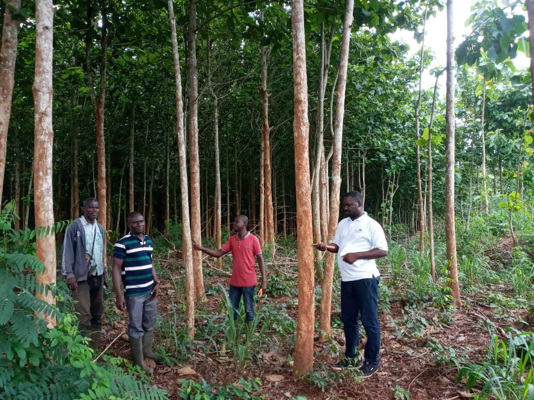 dissertation la deforestation en cote d'ivoire